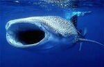 Мексика: В выходные пройдет фестиваль китовых акул