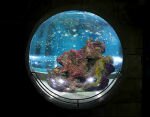 Россия: На ВВЦ открывают большой аквариум