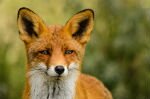 Россия: В Югре будут отстреливать волков и лисиц