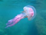Таиланд: На Пхукете ждут появления ядовитых медуз