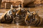 Таиланд: На Пхукете откроется Королевство тигров