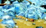 Таиланд: На Пхукете обнаружили ядовитых медуз