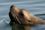 Лежбище редких тюленей на Сахалине теперь можно наблюдать в режиме онлайн