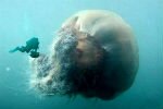 Что делать туристу после укуса медузы
