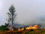 С осени поход в лес во время пожара может обернуться серьезным штрафом
